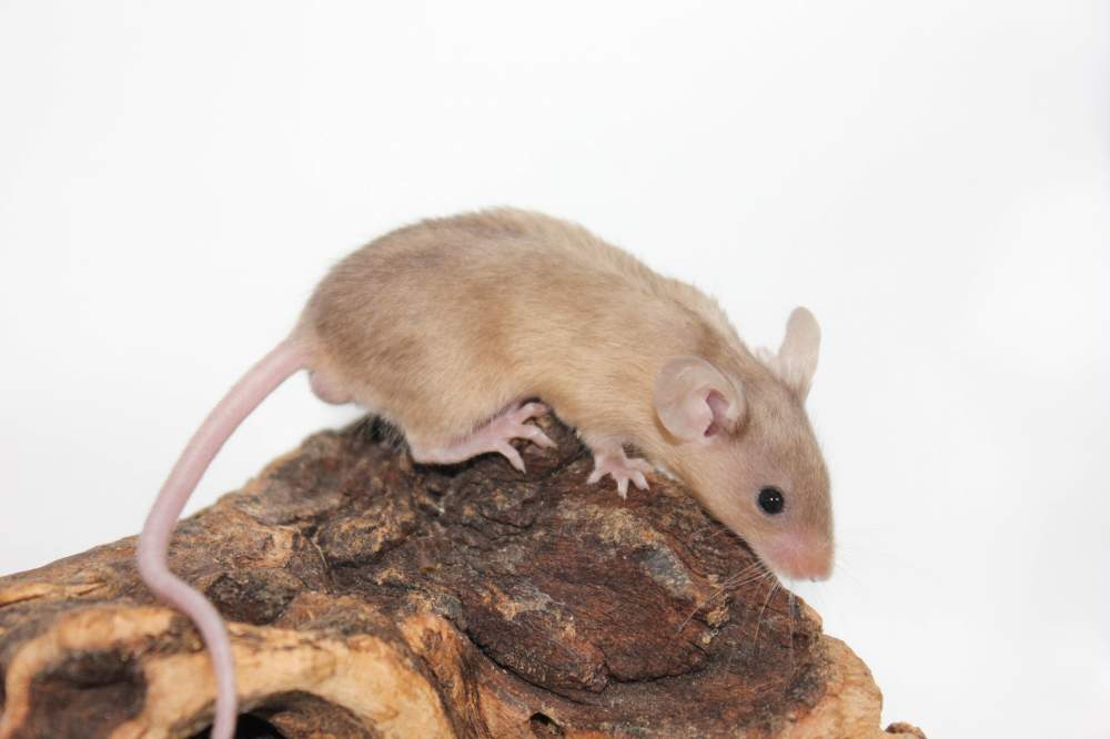 Fancy mouse Available for rehoming Mus musculus 