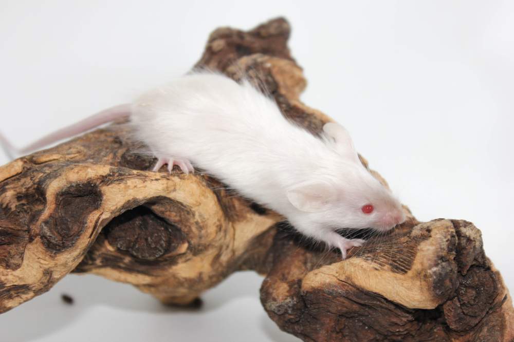 Fancy mouse Breeder Mus musculus 