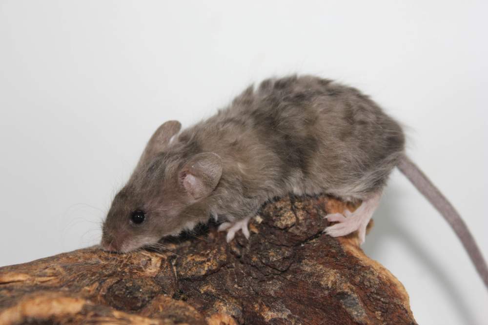 Fancy mouse Breeder Mus musculus 