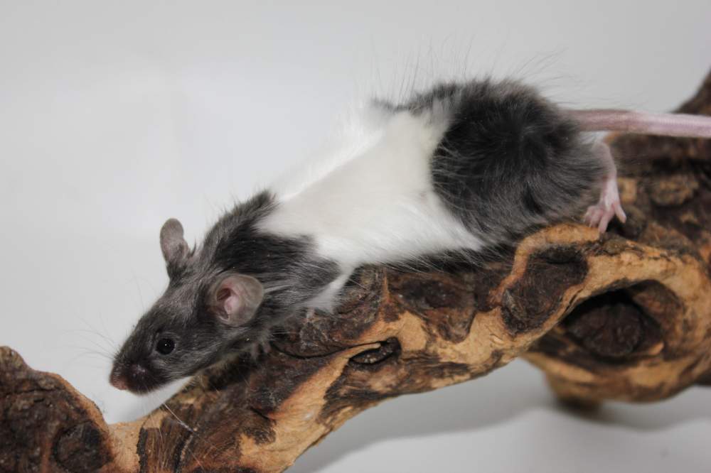 Fancy mouse Breeder Mus musculus 