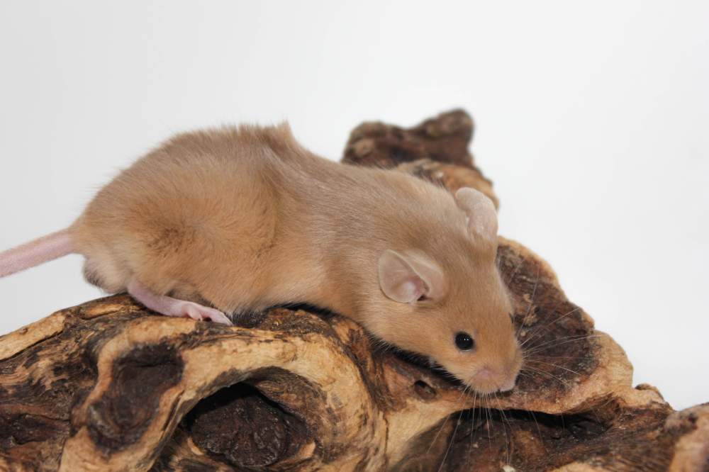 Fancy mouse Pet only Mus musculus 