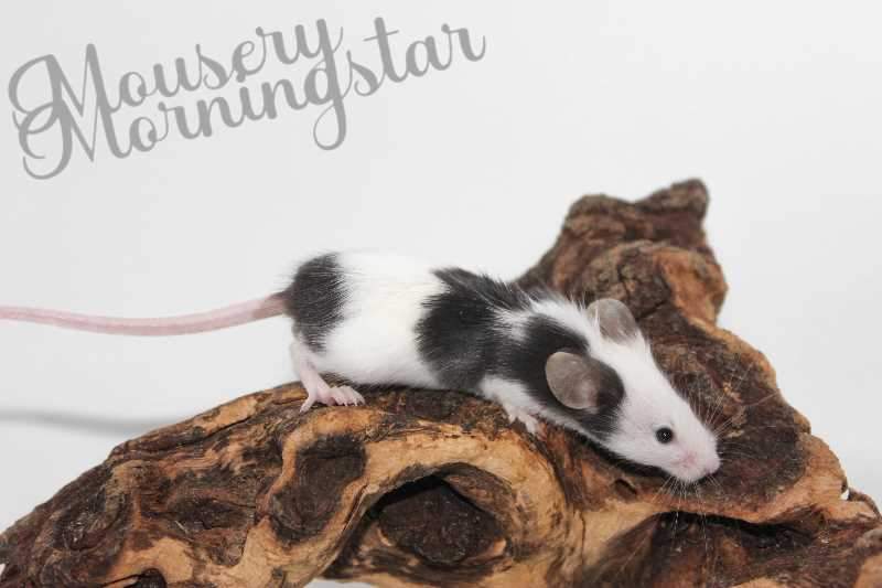 Fancy mouse Rehomed Mus musculus 