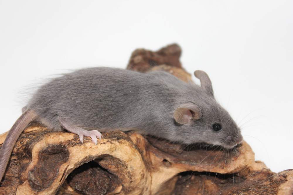 Fancy mouse Pet only Mus musculus 