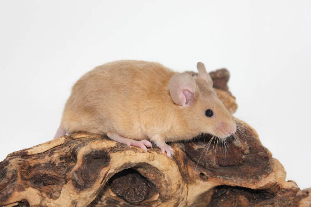 Fancy mouse Breeder Mus musculus 
