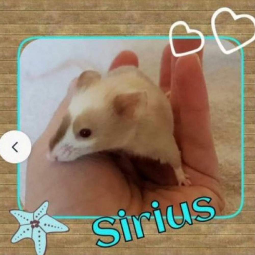 Fancy mouse Pet only Mus musculus 