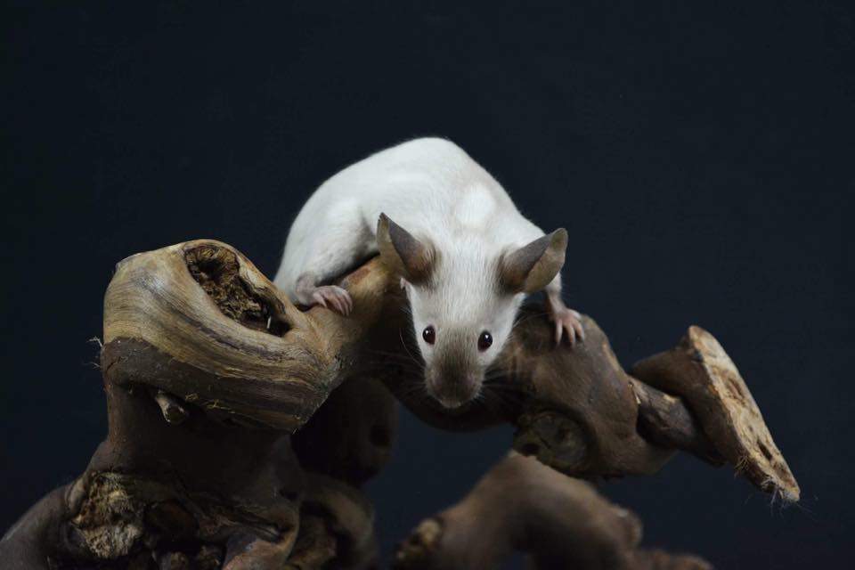 Fancy mouse Retired Mus musculus 