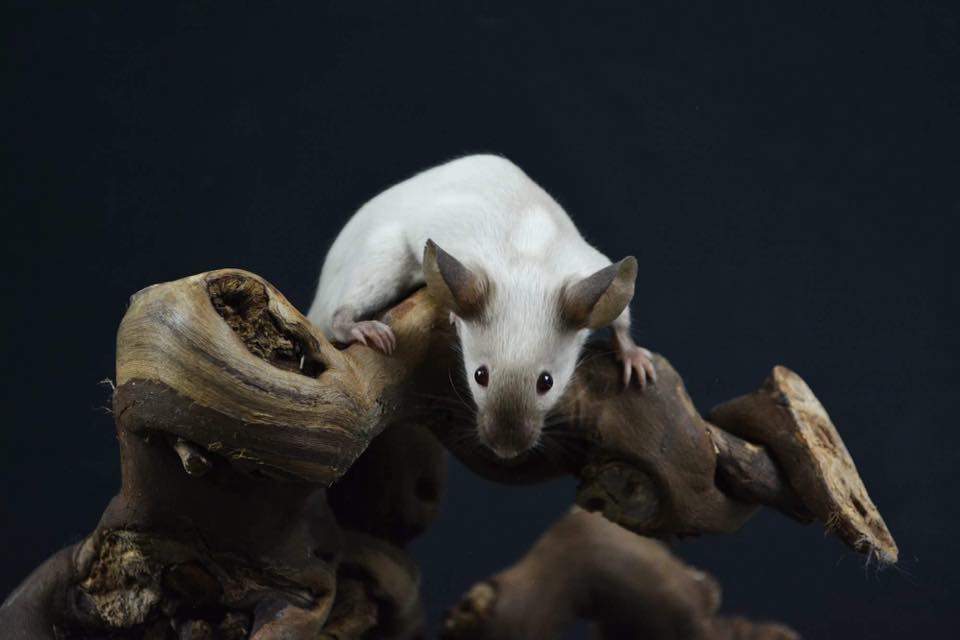 Fancy mouse Owned by other Mus musculus 