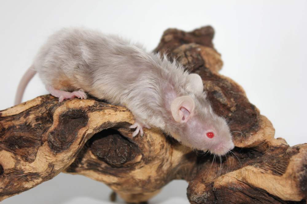 Fancy mouse Pet only Mus musculus 