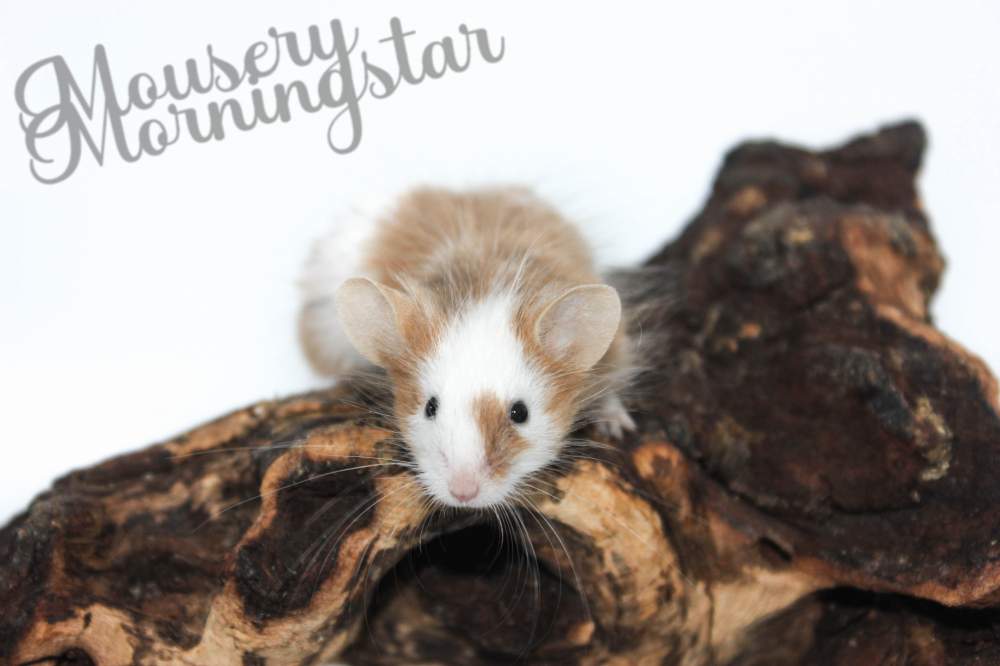 Fancy mouse Retired Mus musculus 