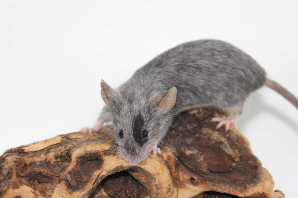 Fancy mouse Breeder Mus musculus 