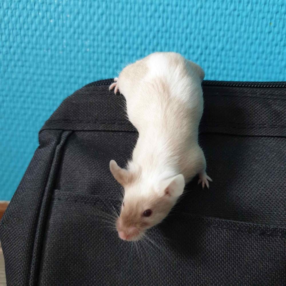 Fancy mouse Pet only Mus musculus 