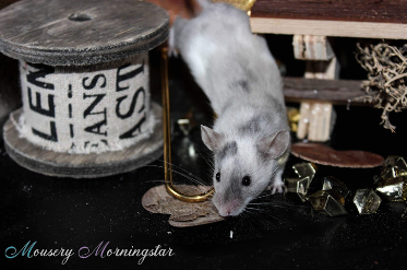Fancy mouse Retired Mus musculus 