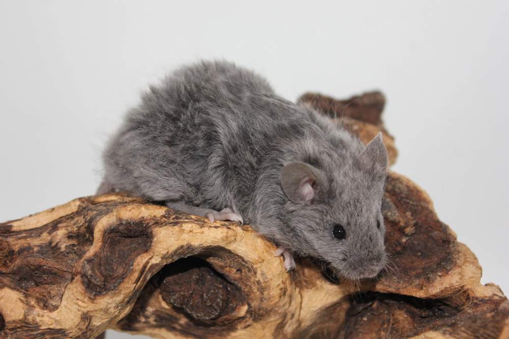 Fancy mouse Breeder Mus musculus 