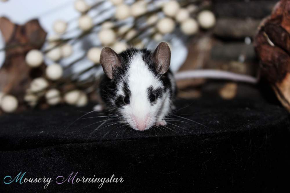 Fancy mouse Retired Mus musculus 