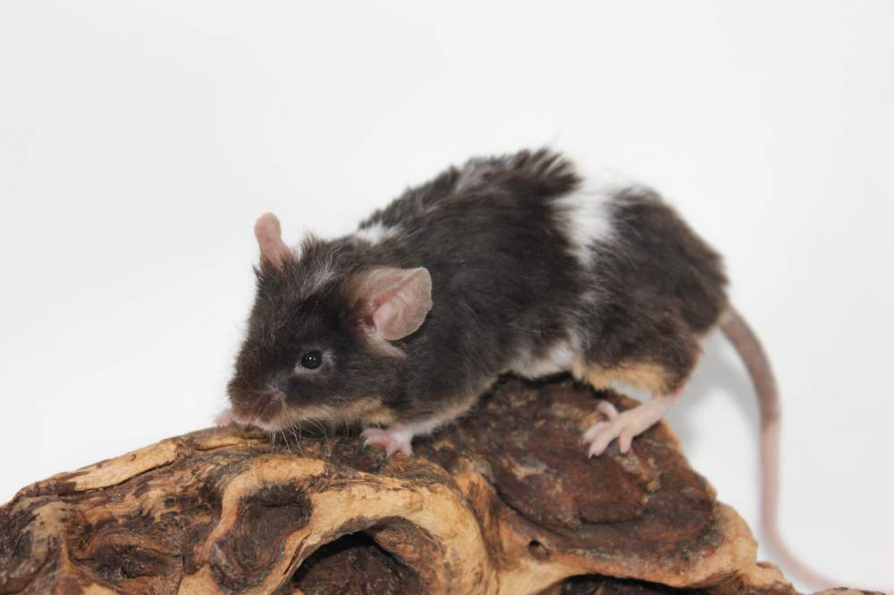 Fancy mouse Breeder Mus musculus 