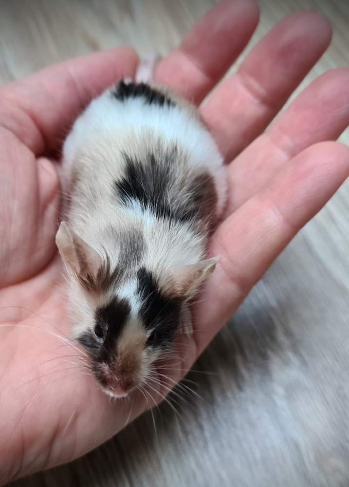 Fancy mouse Retired Mus musculus 
