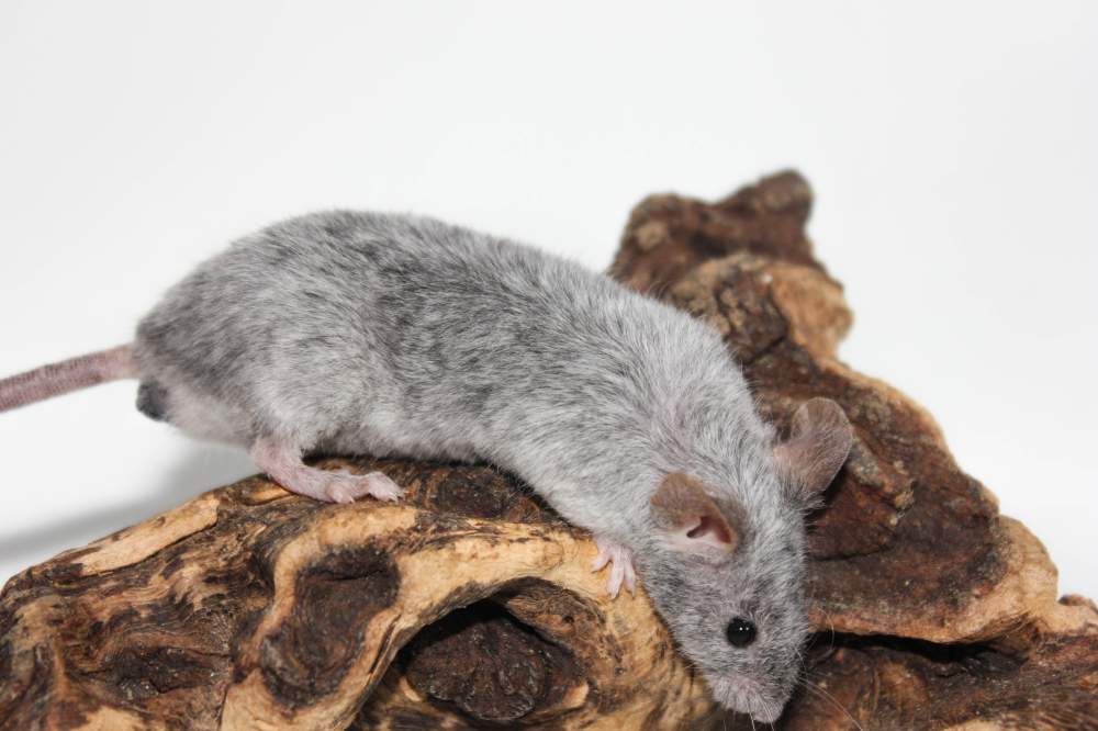 Fancy mouse Free Mus musculus 