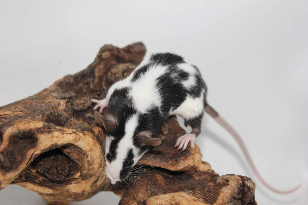 Fancy mouse Breeder Mus musculus 