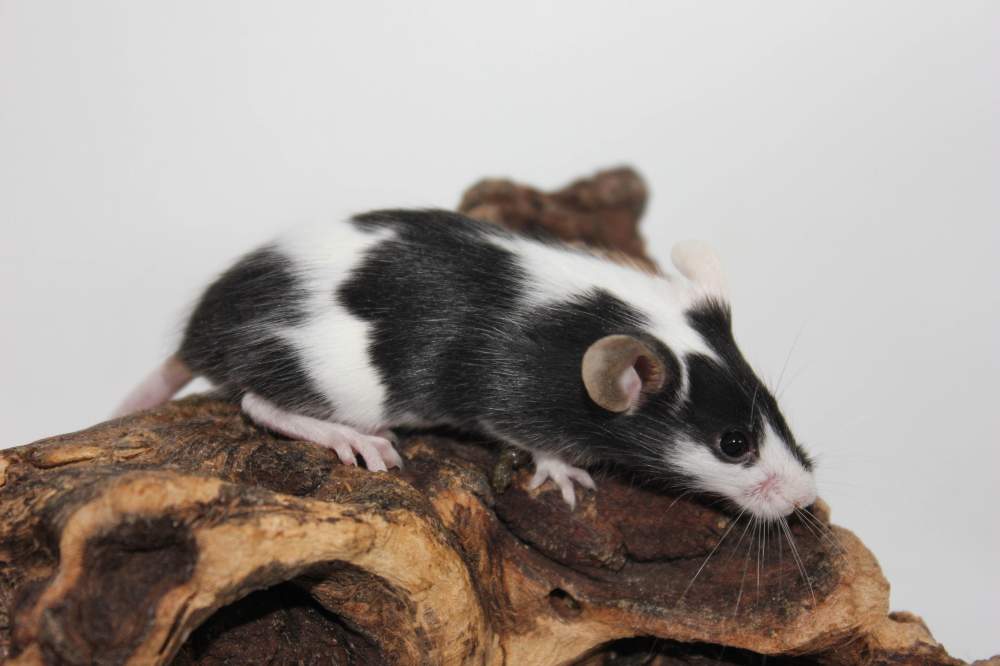 Fancy mouse Available for rehoming Mus musculus 
