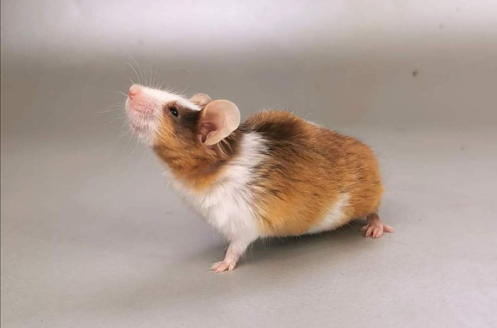 Fancy mouse Retired Mus musculus 