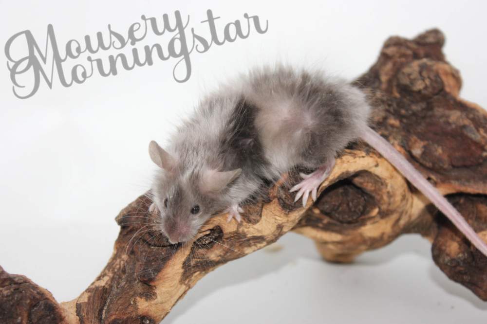 Fancy mouse Rehomed Mus musculus 