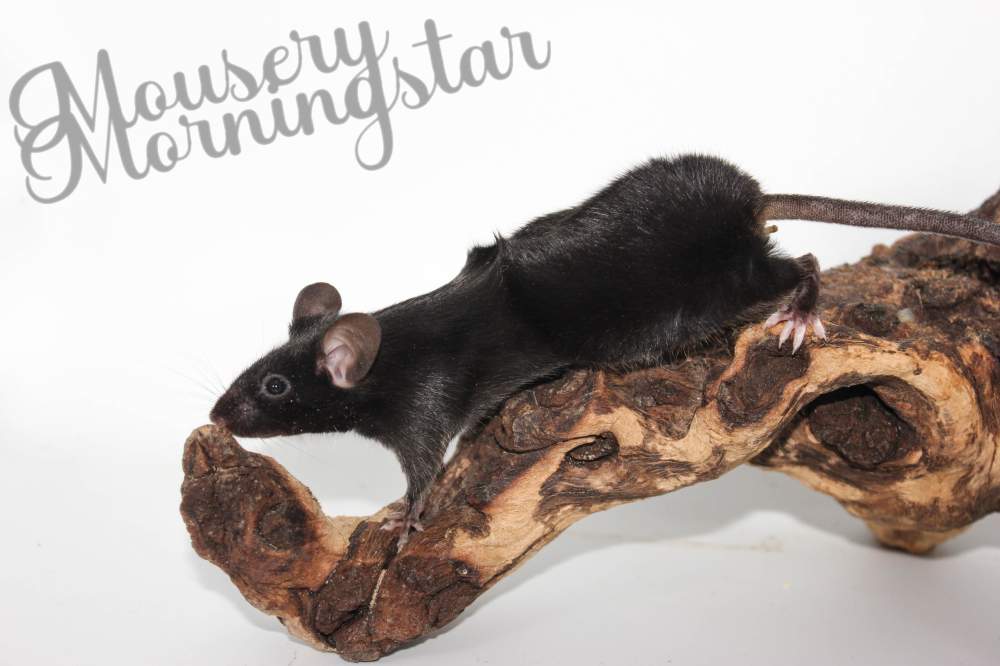 Fancy mouse Pet only Mus musculus 