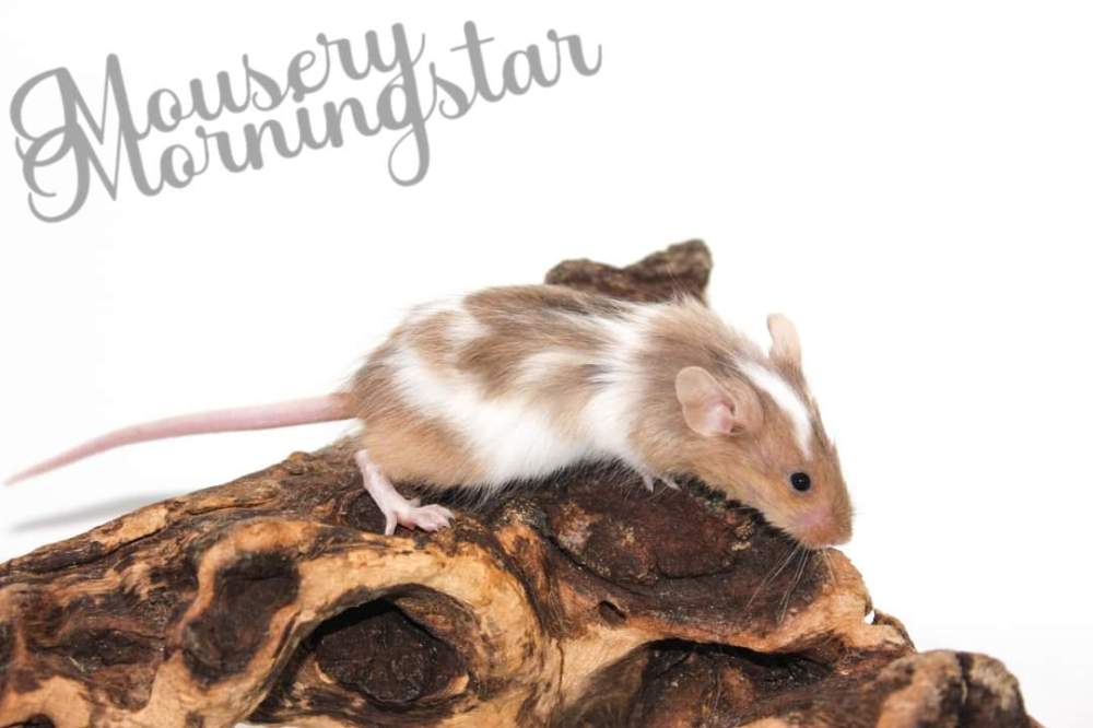 Fancy mouse Pet only Mus musculus 