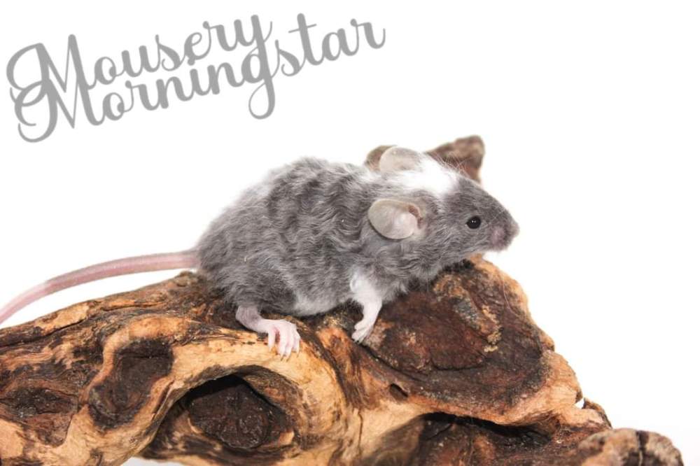 Fancy mouse Pet only Mus musculus 