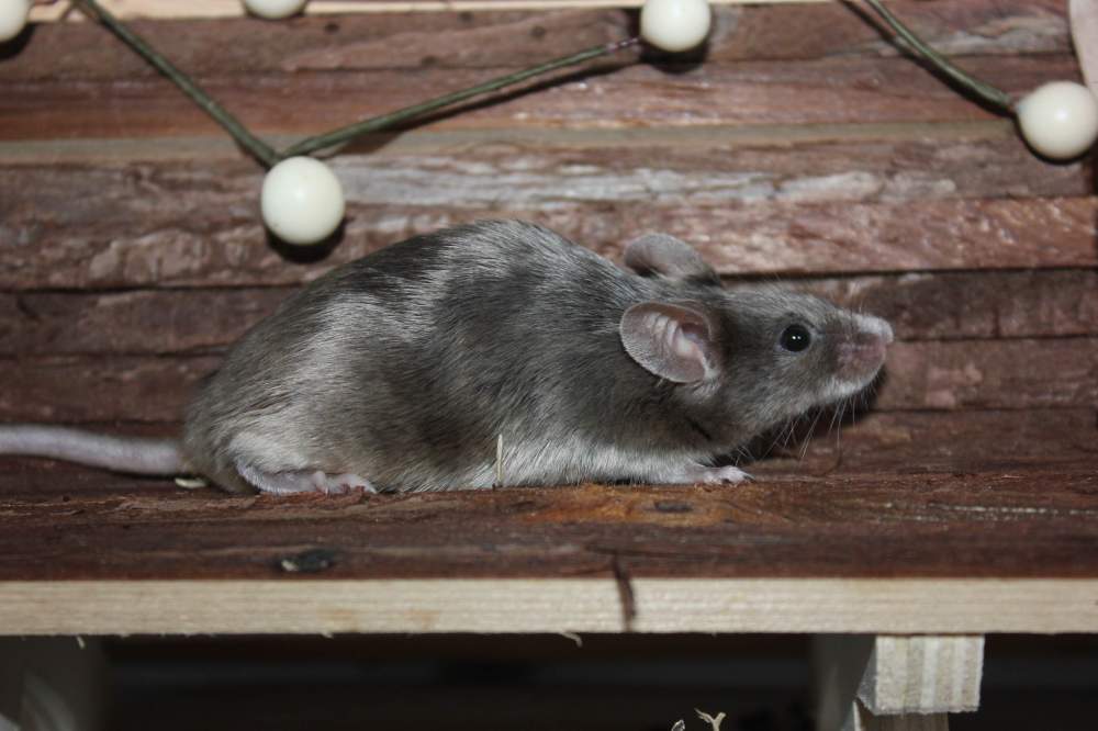 Fancy mouse Retired Mus musculus 