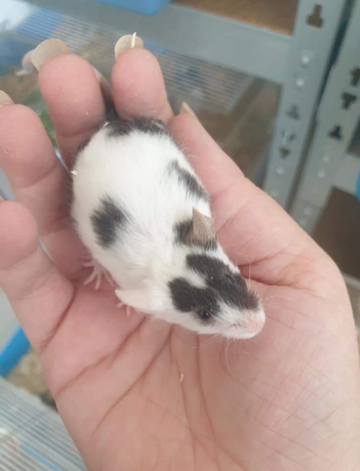 Fancy mouse Retired Mus musculus 