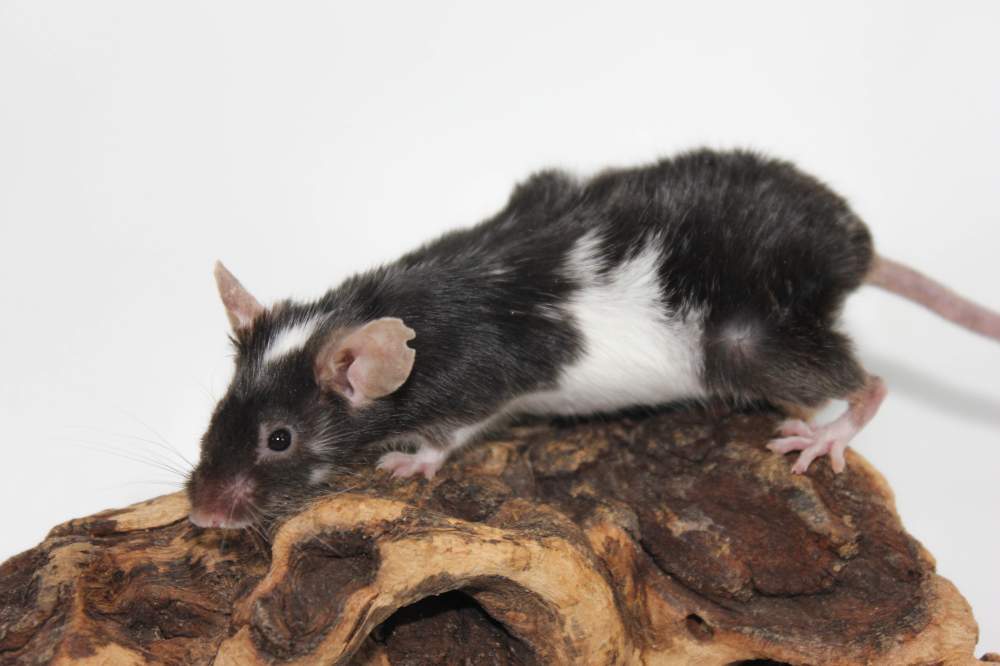 Fancy mouse Retired Mus musculus 