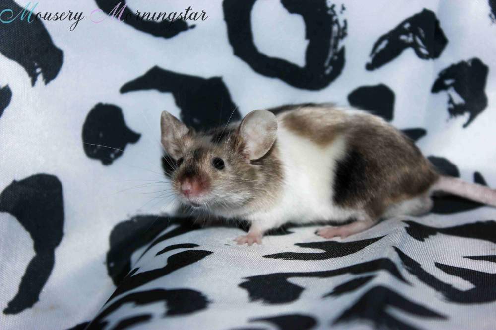 Fancy mouse Retired Mus musculus 