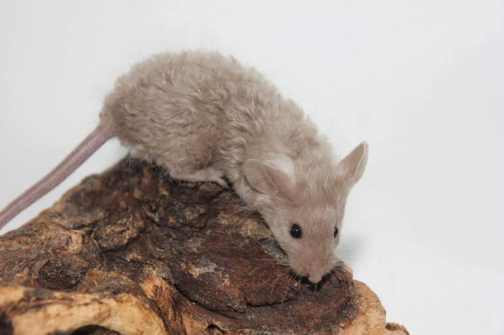 Fancy mouse Breeder Mus musculus 