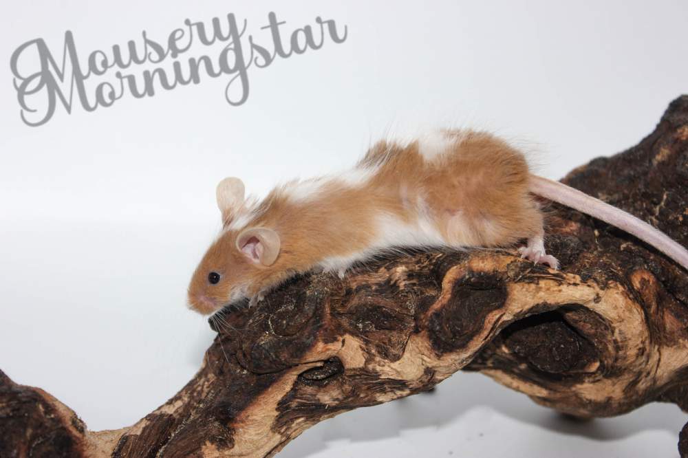 Fancy mouse Retired Mus musculus 