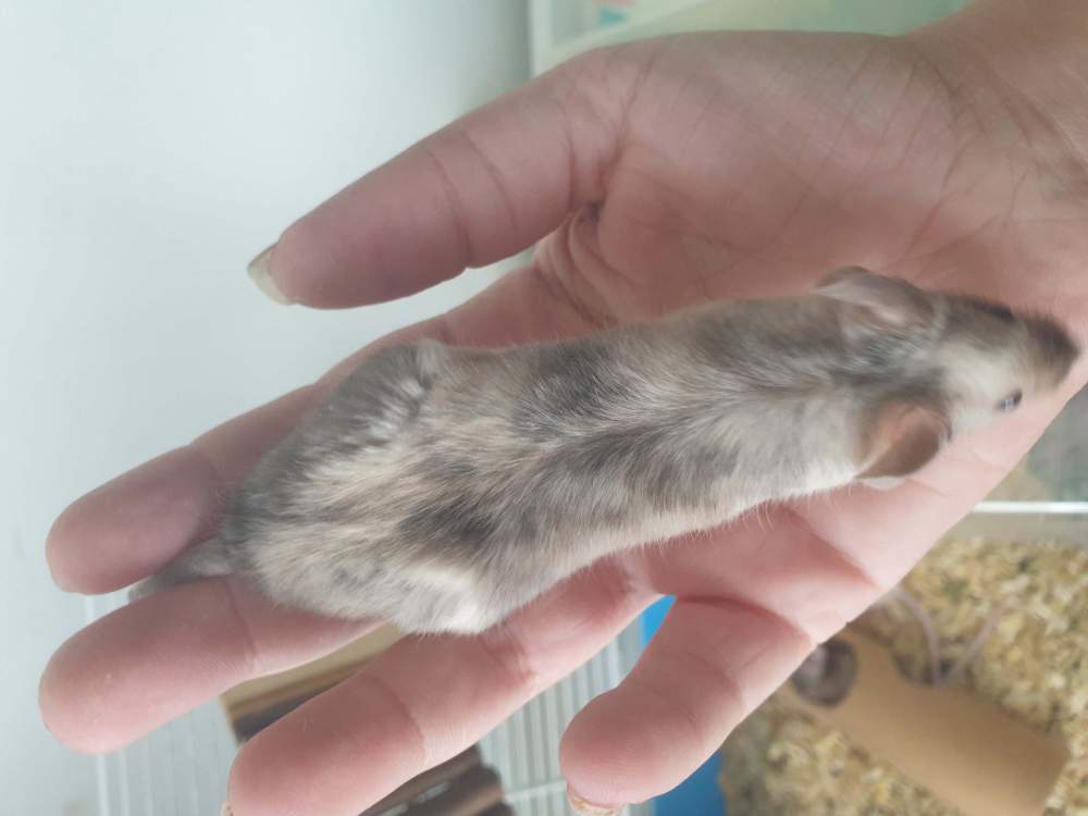 Fancy mouse Pet only Mus musculus 