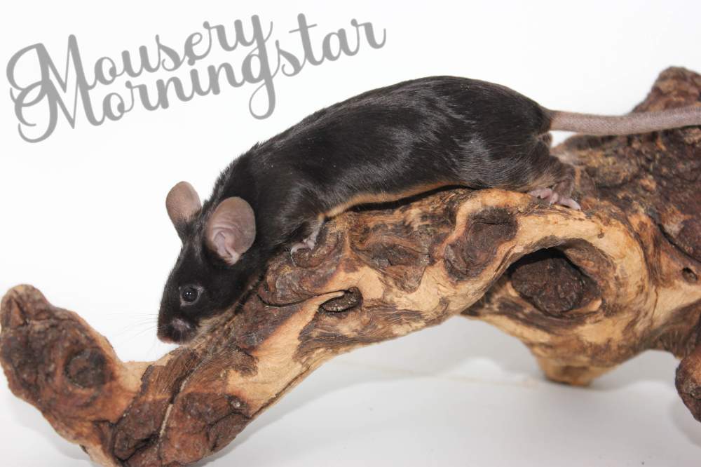 Fancy mouse Pet only Mus musculus 