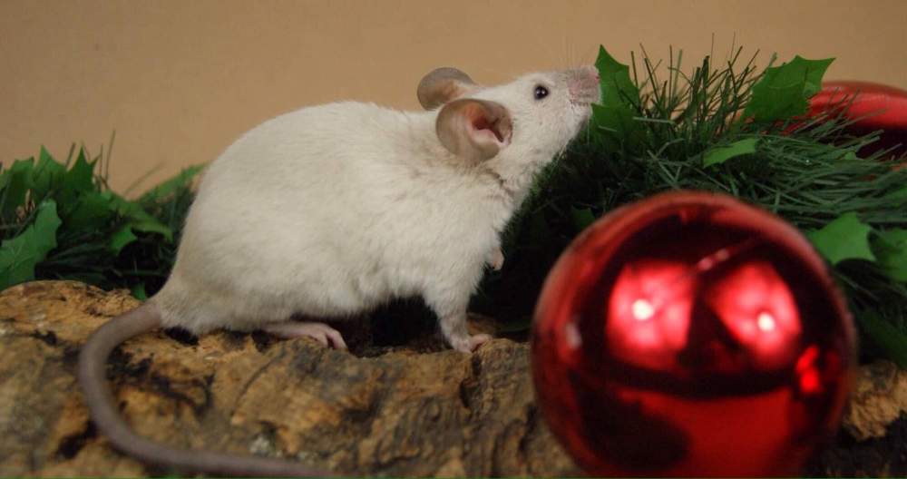 Fancy mouse Retired Mus musculus 