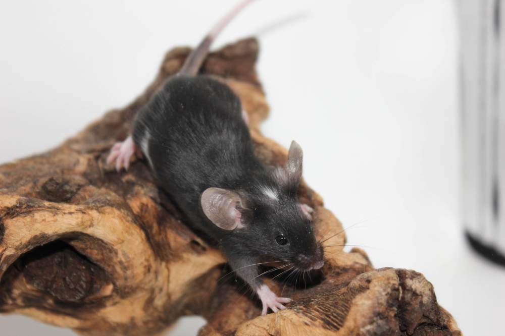 Fancy mouse Breeder Mus musculus 