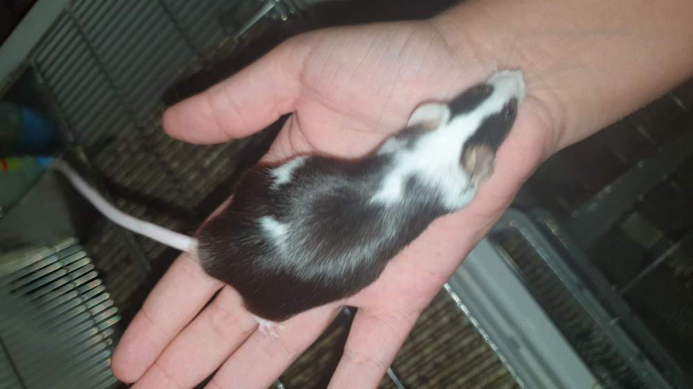 Fancy mouse Retired Mus musculus 