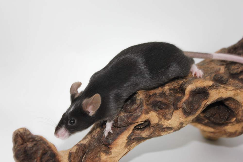 Fancy mouse Free Mus musculus 