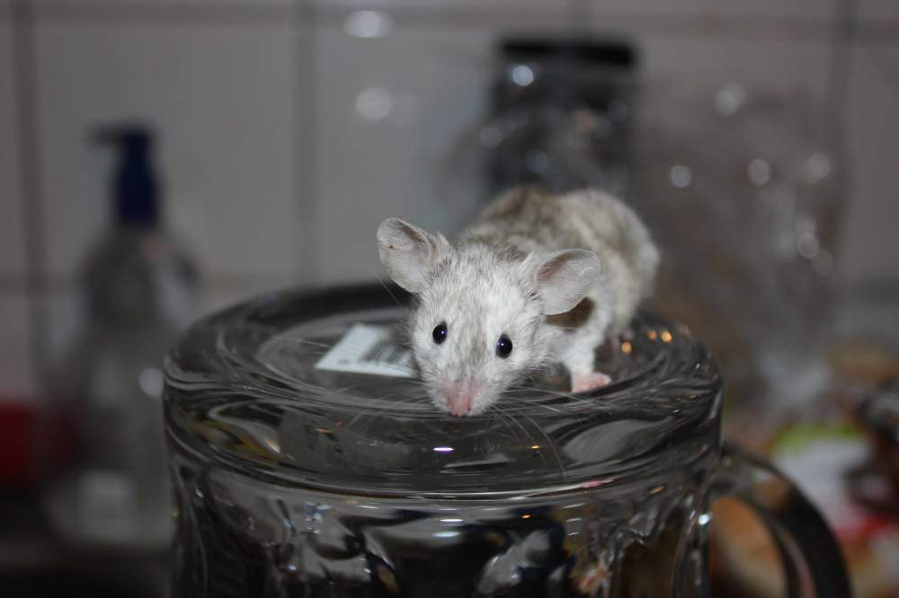 Fancy mouse Retired Mus musculus 