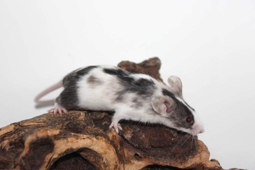 Fancy mouse Rehomed Mus musculus 