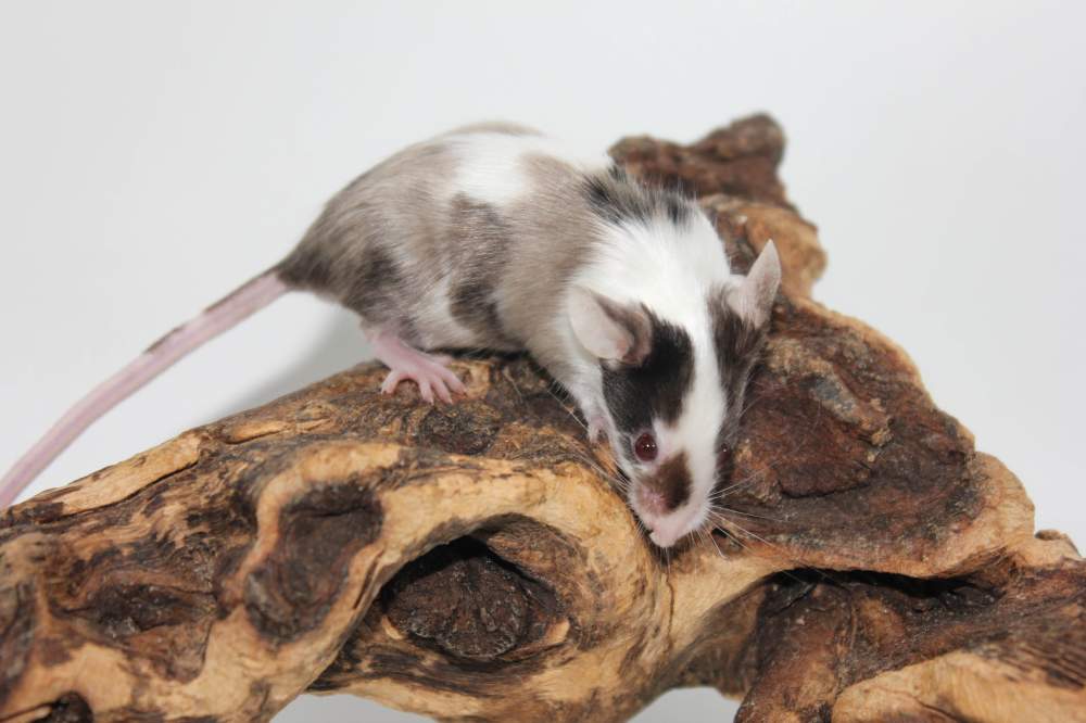 Fancy mouse Breeder Mus musculus 