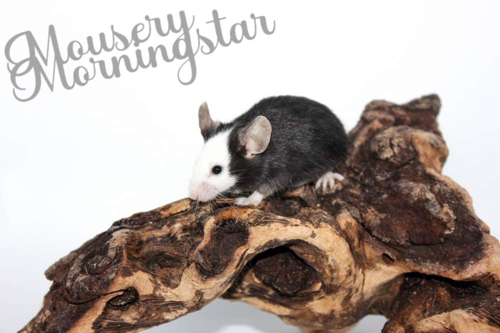 Fancy mouse Retired Mus musculus 