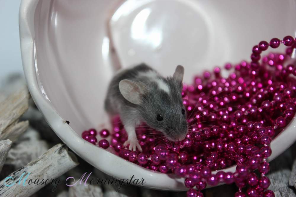 Fancy mouse Retired Mus musculus 