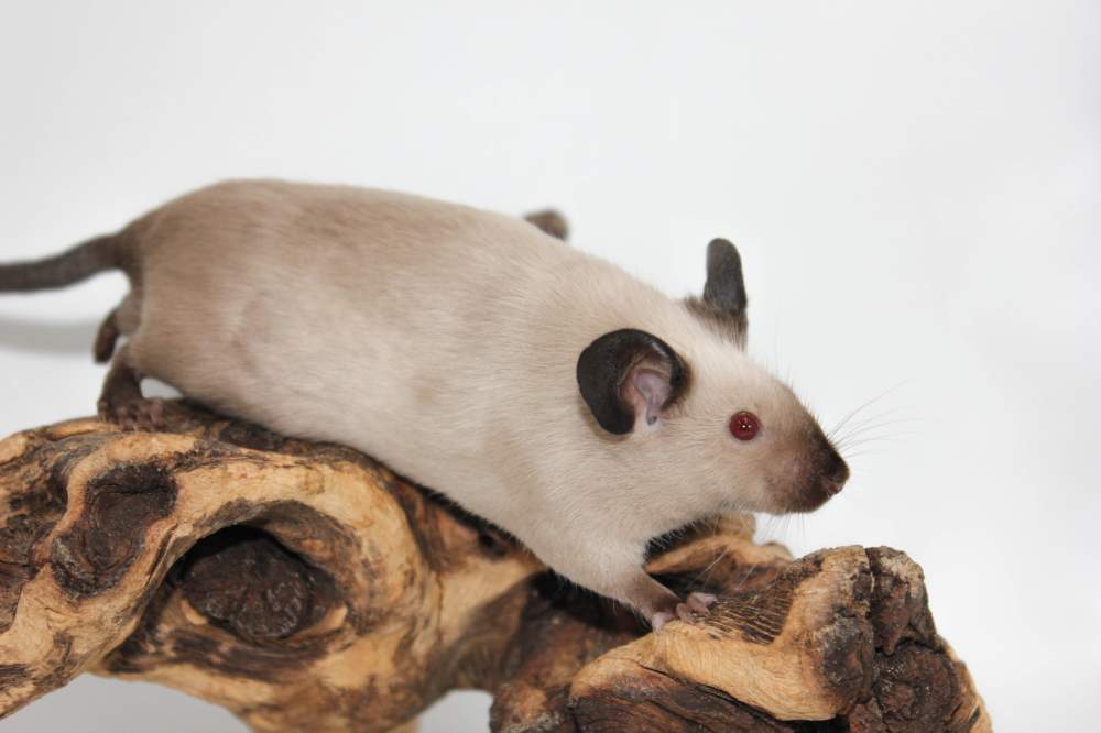 Fancy mouse Retired Mus musculus 