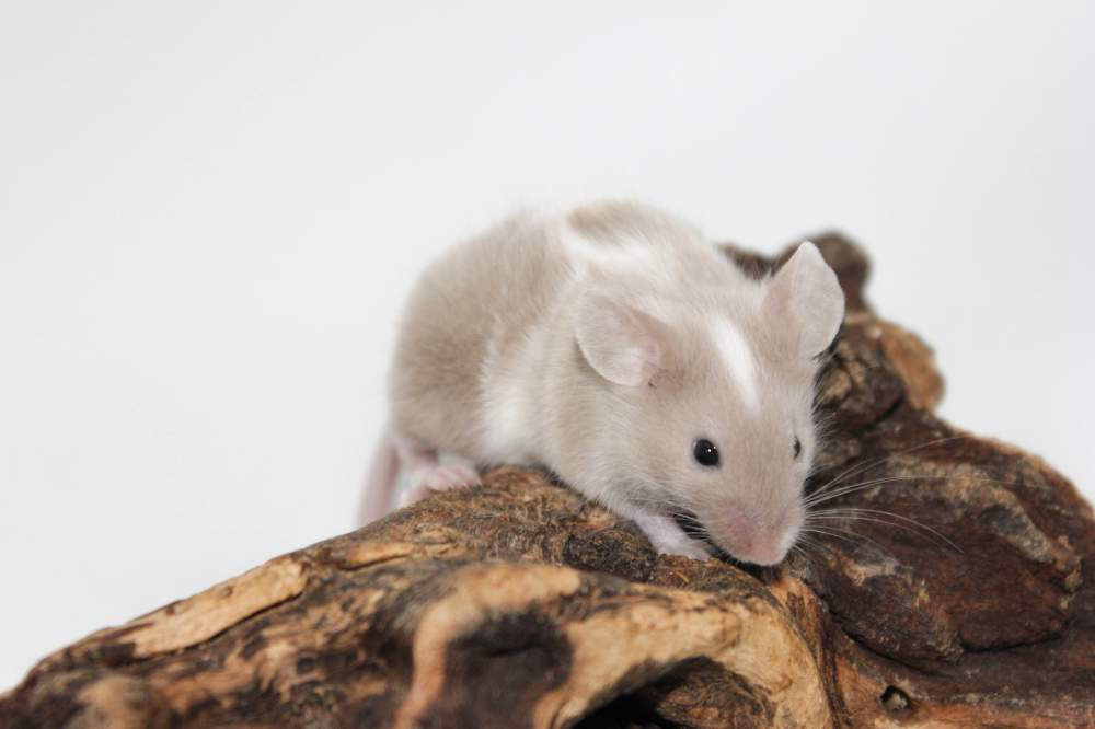 Fancy mouse Pet only Mus musculus 