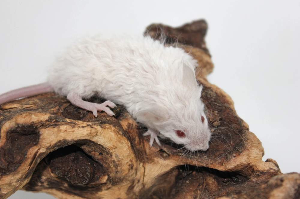 Fancy mouse Breeder Mus musculus 