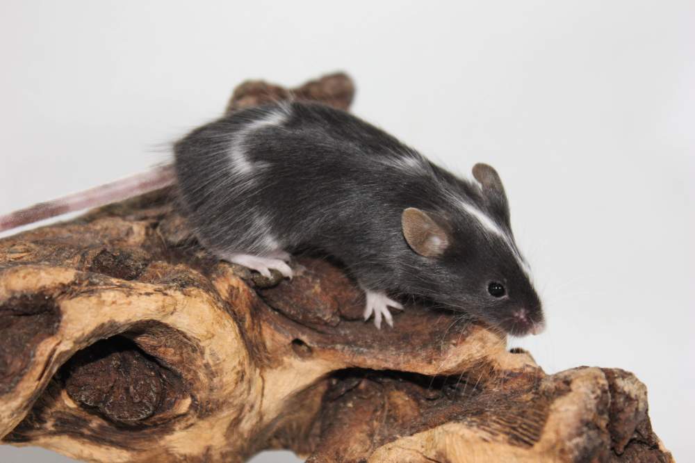 Fancy mouse Available for rehoming Mus musculus 