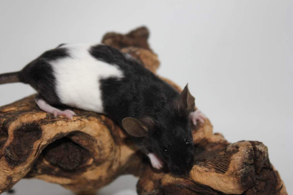 Fancy mouse Available for rehoming Mus musculus 